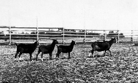 ������ ������� ����