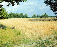 ����������� ���������